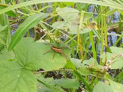 Image of Raft spider