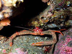 Image of rugose squat lobster