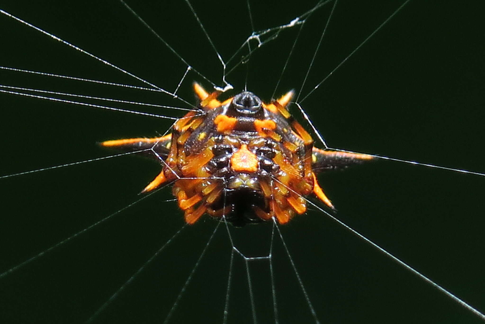 Image of Macracantha hasselti (C. L. Koch 1837) Macharoenboon, Siriwut & Jeratthitikul 2021