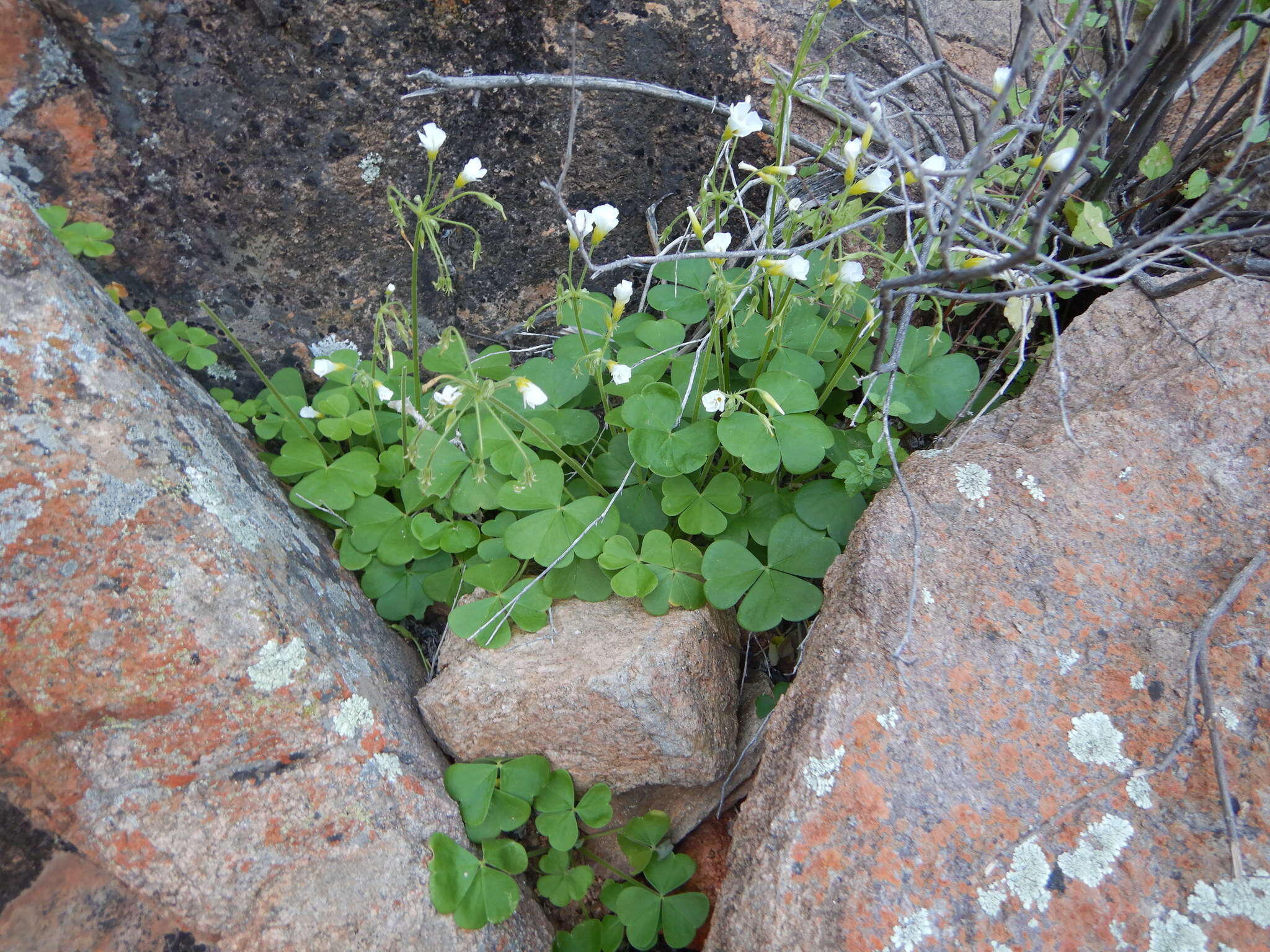 Sivun Oxalis hirsutibulba Dreyer, Roets & Oberl. kuva