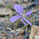 Image de Moraea monticola Goldblatt