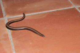 Image of Slow worm