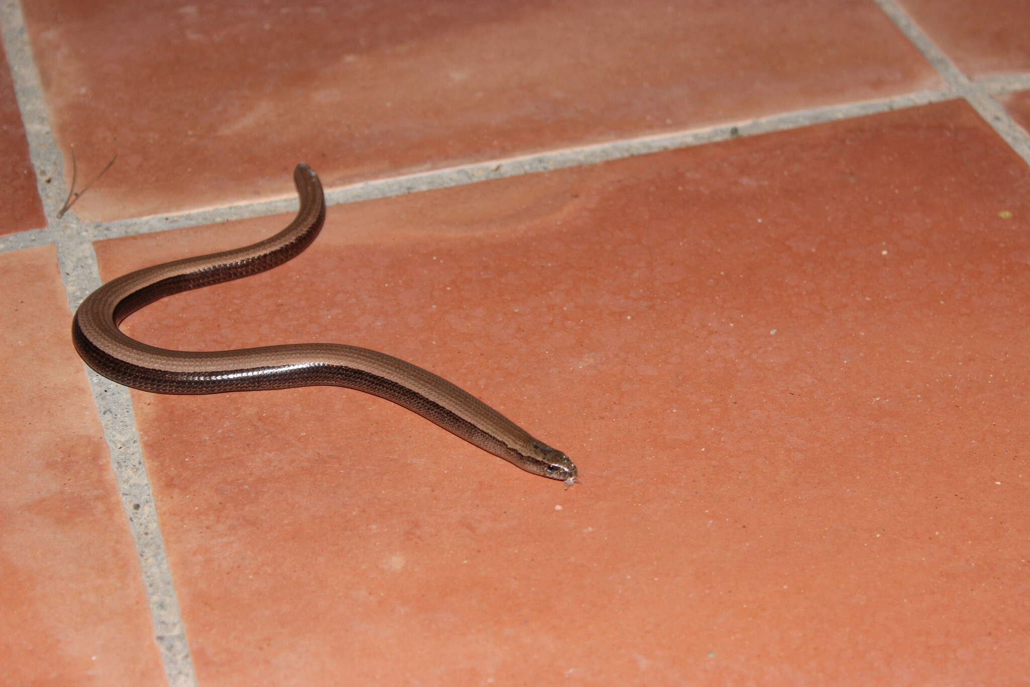 Image of Slow worm