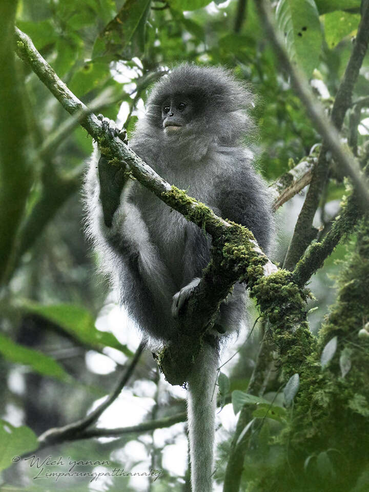 Image of Grizzled Leaf Monkey