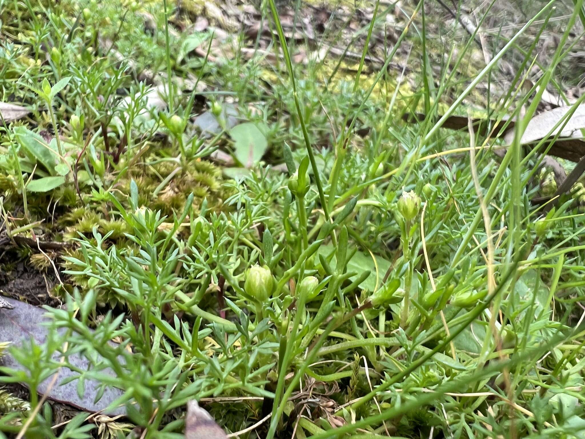 Image of Brachyscome perpusilla (Steetz) J. Black