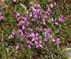 Image of Epilobium fleischeri Hochst.