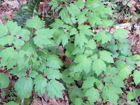 Image of Appalachian bugbane