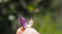 Sivun Lupinus latifolius subsp. parishii (C. P. Sm.) P. Kenney & D. B. Dunn kuva