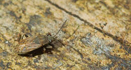 Peritrechus geniculatus (Hahn 1833) resmi