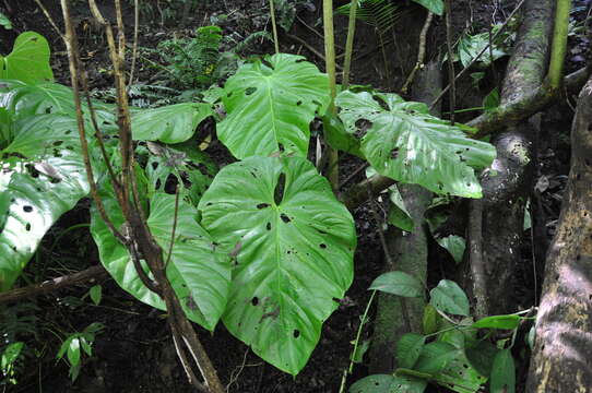 Image of Anthurium colonense Croat