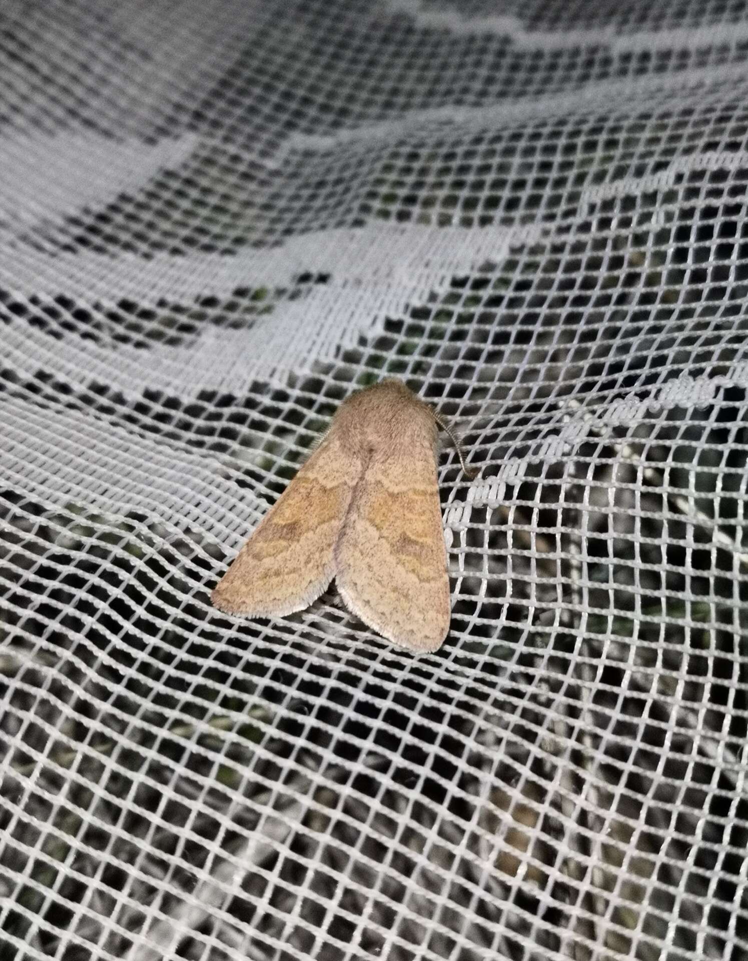 Image of blossom underwing