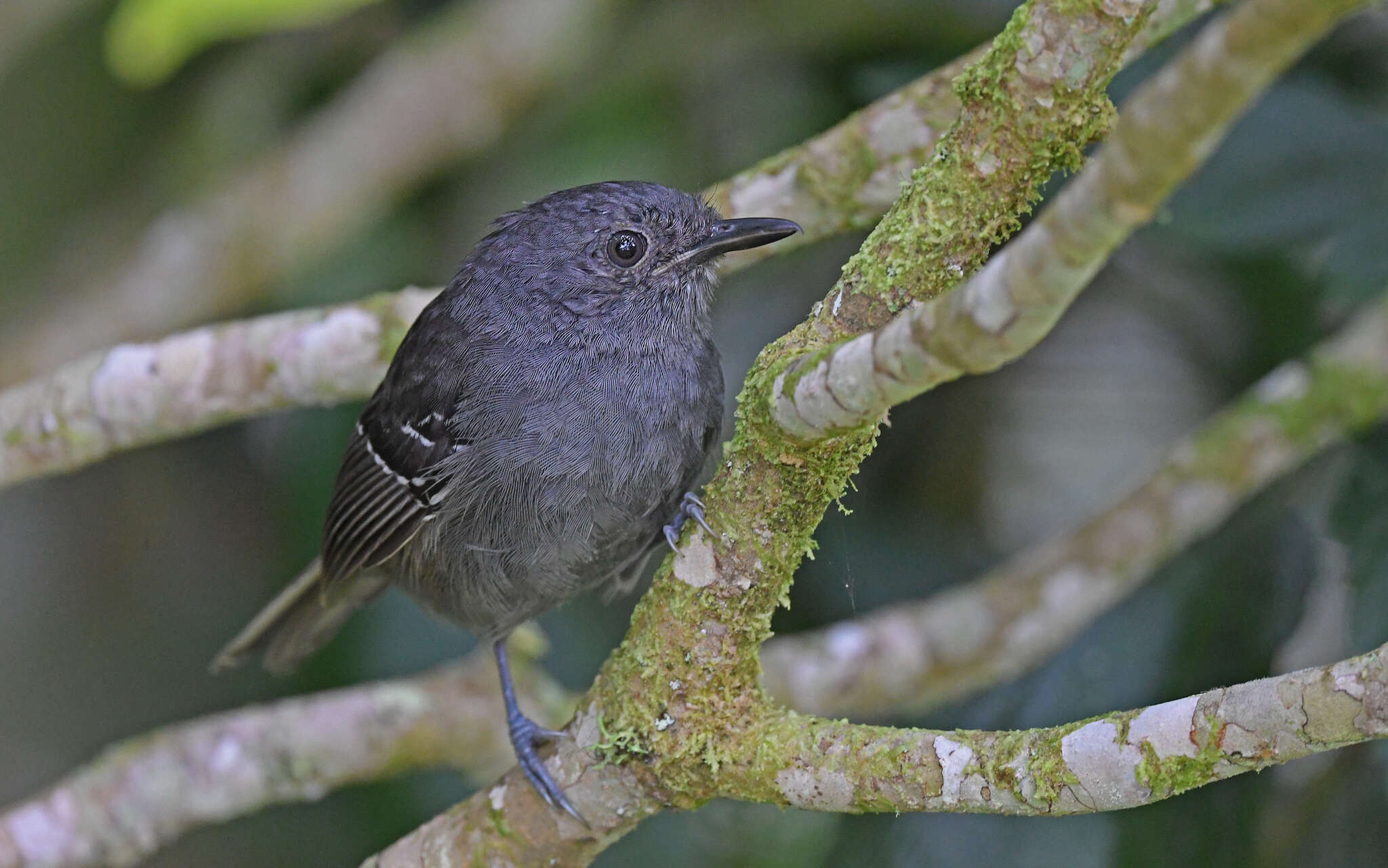 Image of Parker's Antbird