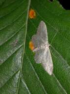 Imagem de Idaea calunetaria Staudinger 1859