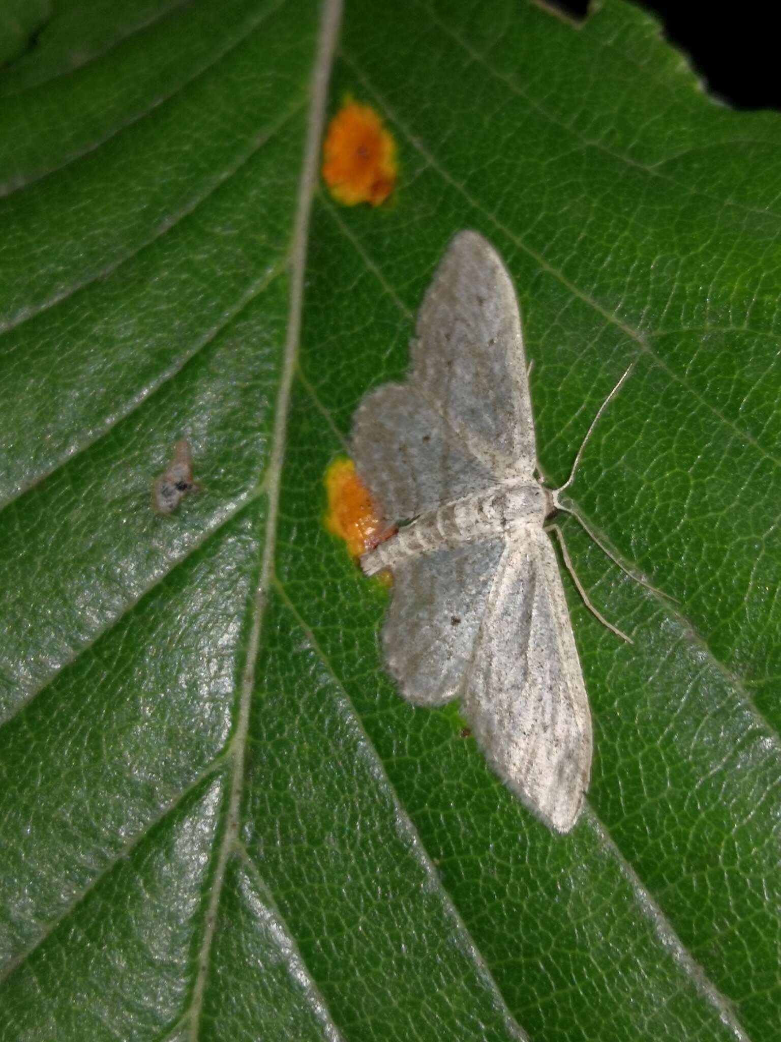 Imagem de Idaea calunetaria Staudinger 1859