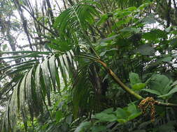 Image of Ivory cane palm