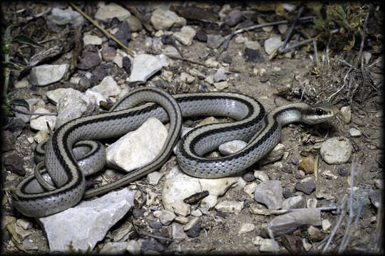 Image of Mountain Patchnose Snake