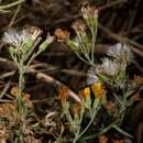 Image of <i>Senecio <i>cunninghamii</i></i> var. cunninghamii