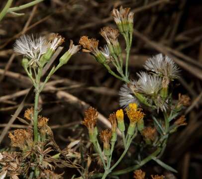 Image of Senecio cunninghamii DC.