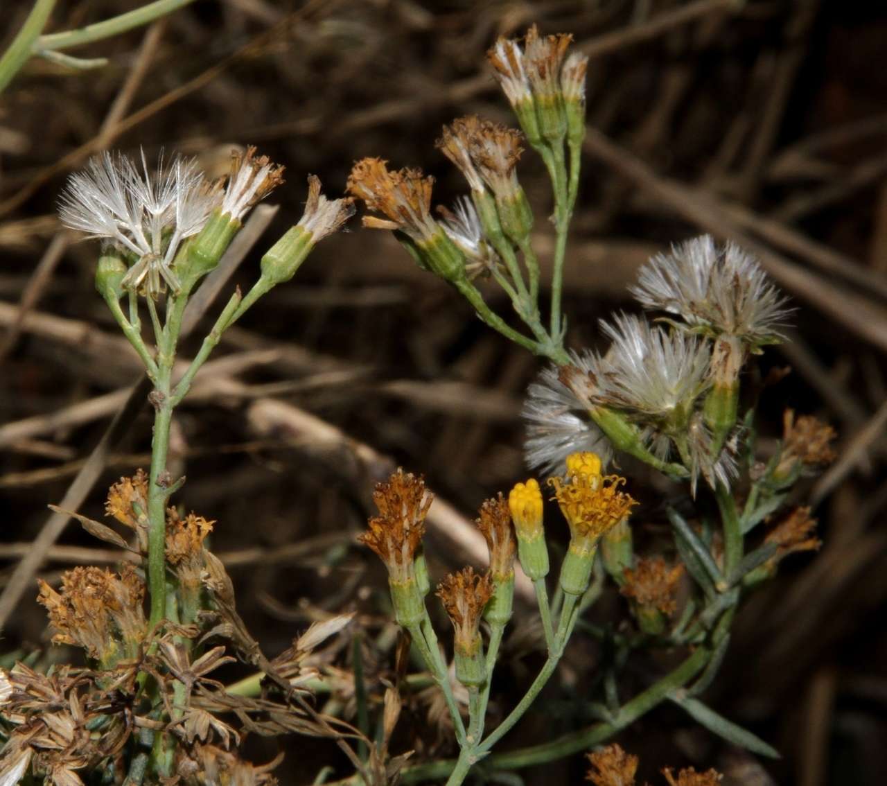 Image of <i>Senecio <i>cunninghamii</i></i> var. cunninghamii