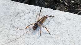 Image of Auckland tree weta