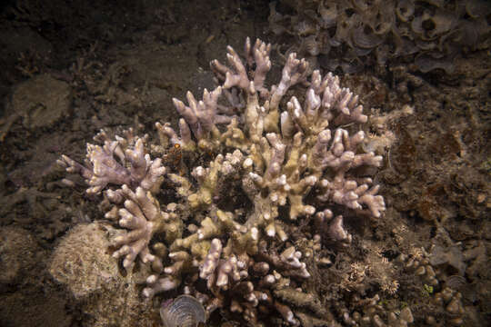 Image of pore coral