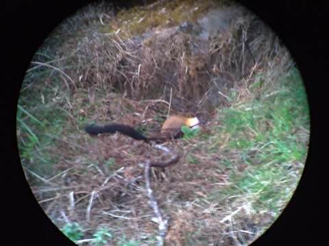 Image of Formosan yellow-throated marten