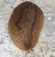 Image of Cuban slug