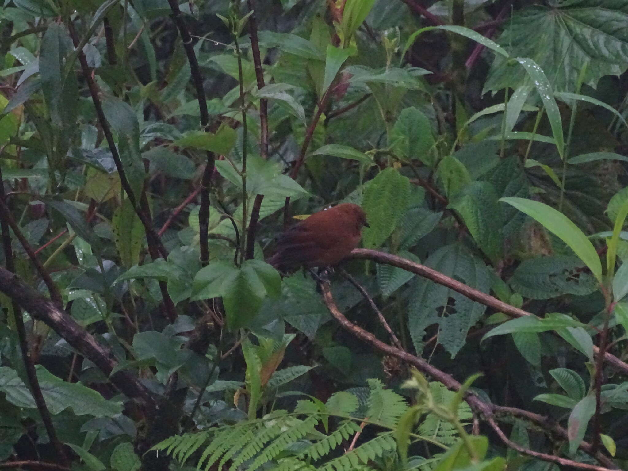 Image of Rufous Wren