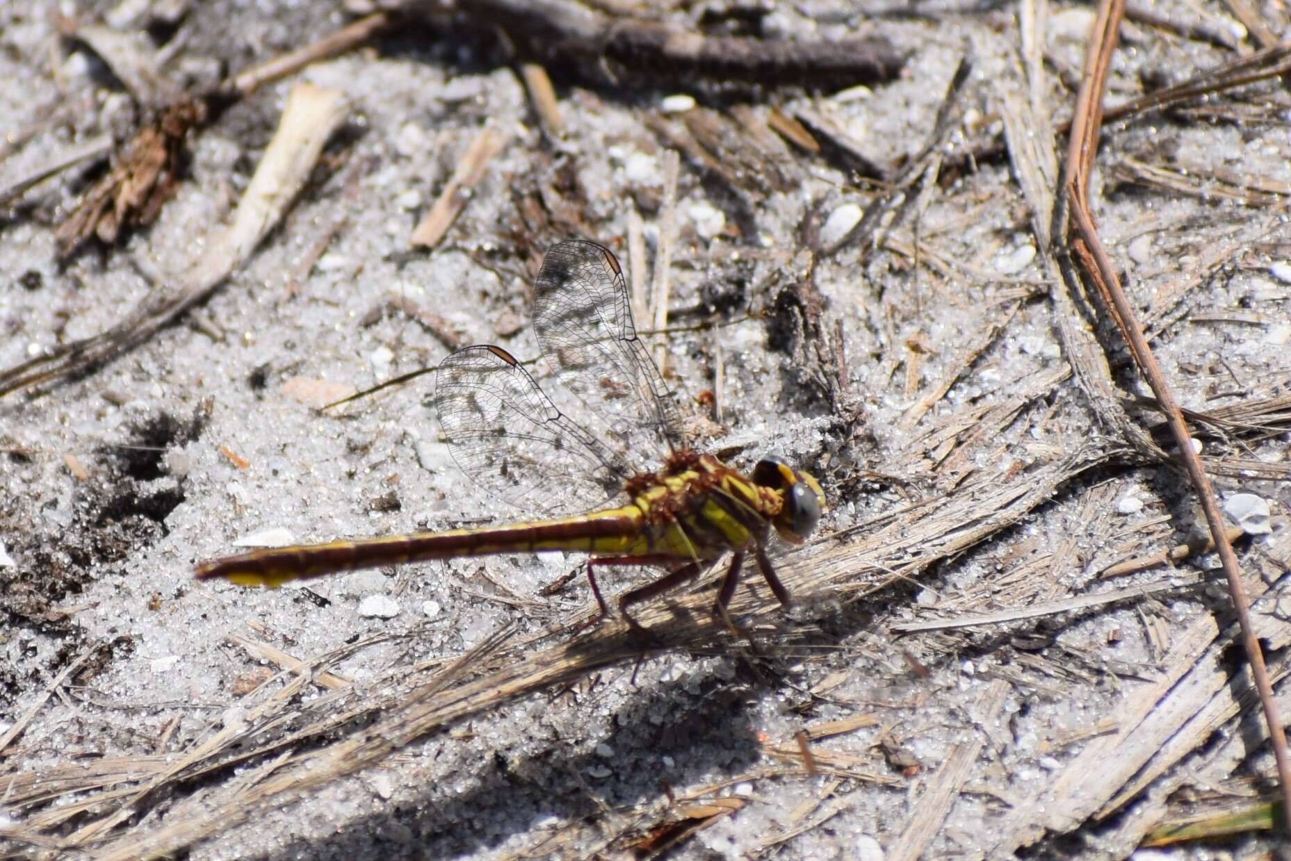 Image of Cypress Clubtail