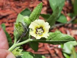 Image of sword groundcherry