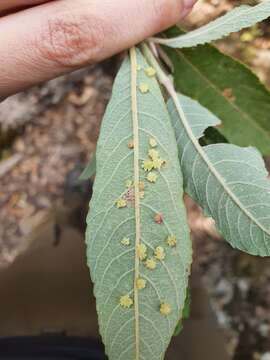 Image of Iteomyia peyerimhofi (Kieffer 1909)