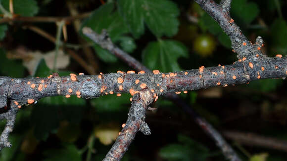 Image of Nectria cinnabarina (Tode) Fr. 1849