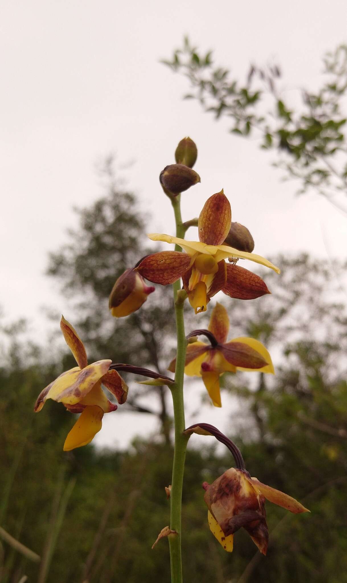 Plancia ëd Eulophia streptopetala Lindl.