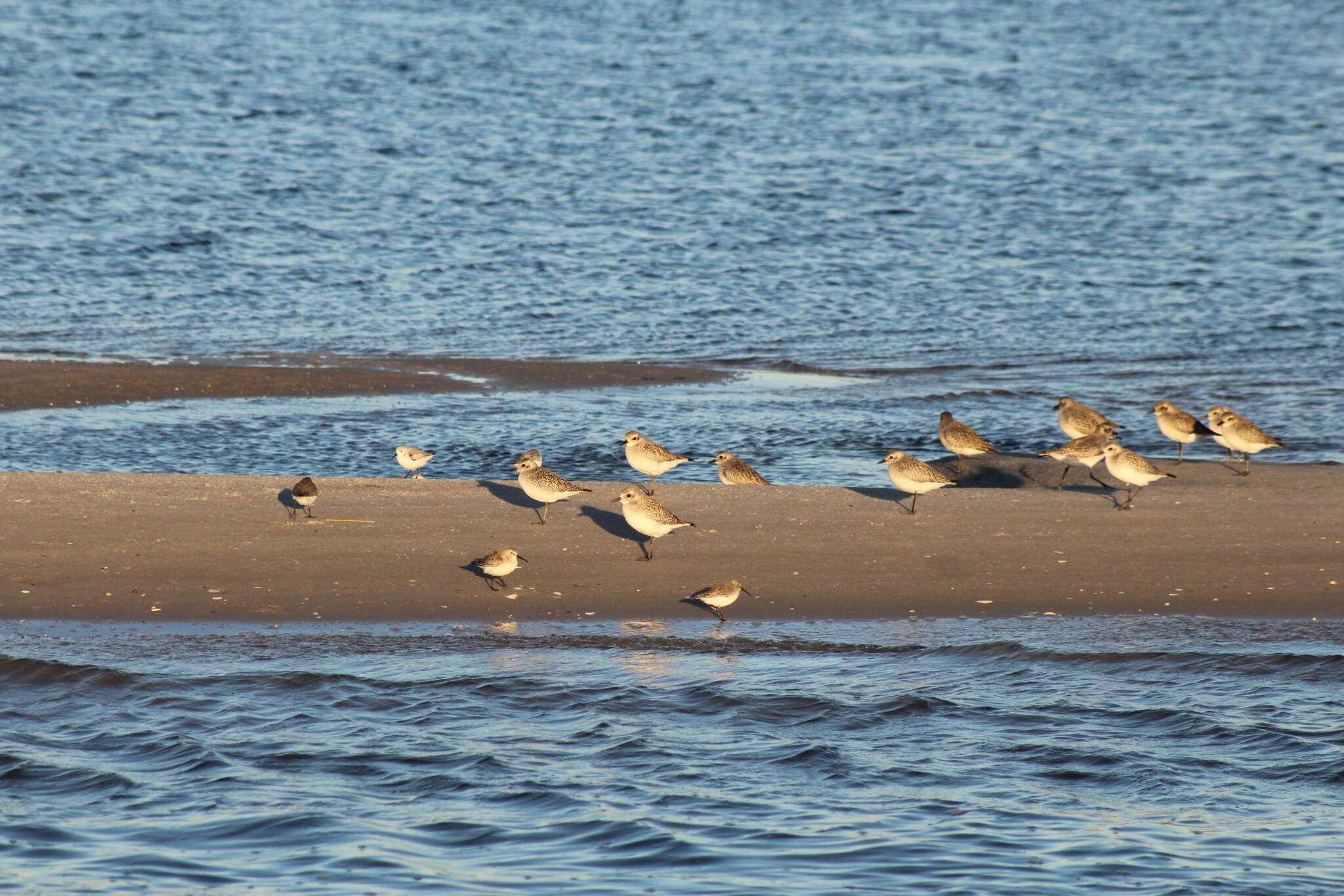 Image of Calidris alpina hudsonia (Todd 1953)