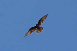 Image of Brown Falcon