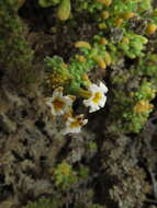 Image of Heliotropium pycnophyllum Phil.