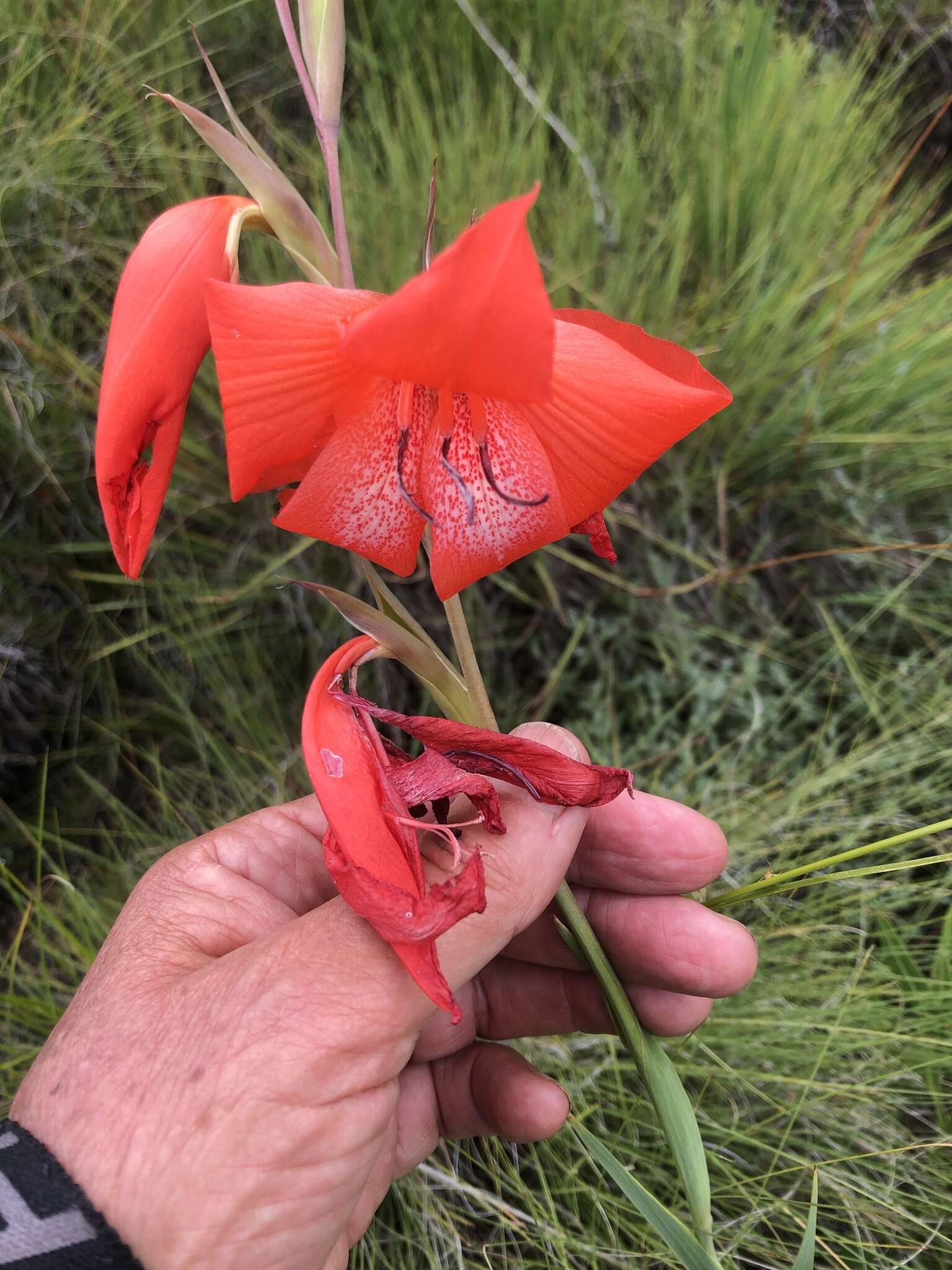 Imagem de Gladiolus saundersii Hook. fil.