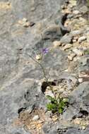 Image of splitleaf gilia