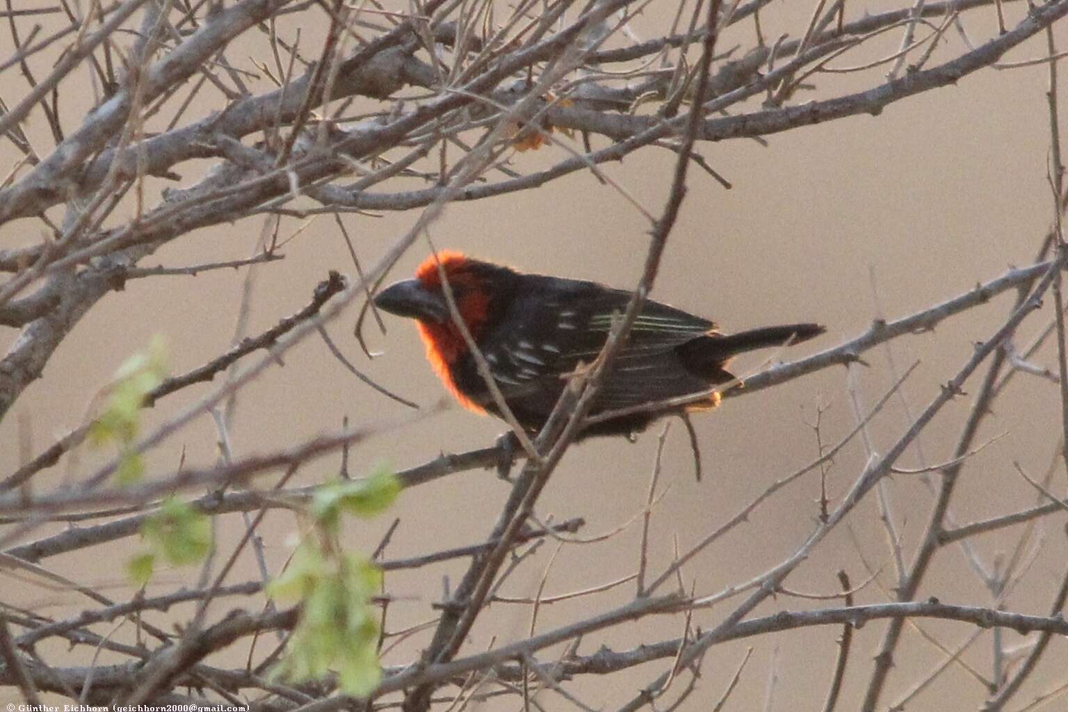 Image of Black-billed Barbet