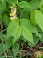 صورة Vicia oroboides Wulfen