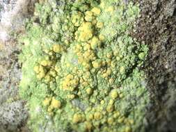 Image of Sulphur dust lichen