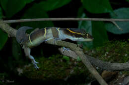 Image of Boulenger’s Indian Gecko