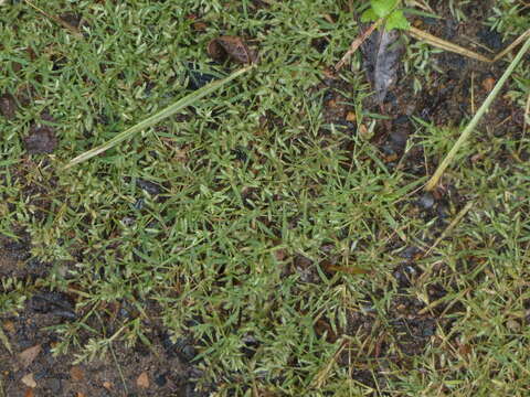 Image of teal lovegrass