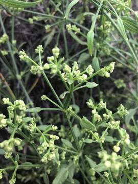 Image of Sticky-leaved rubia