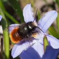 Image of Osmia cornuta (Latreille 1805)