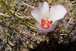 Calochortus simulans (Hoover) Munz resmi