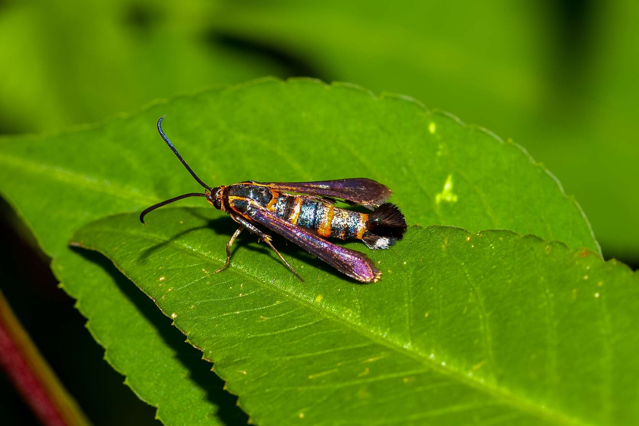 Image of Texana Clearwing Moth