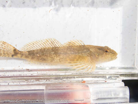 Cottus aleuticus Gilbert 1896 resmi