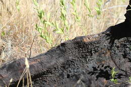 Image of Long-nosed Water Dragon