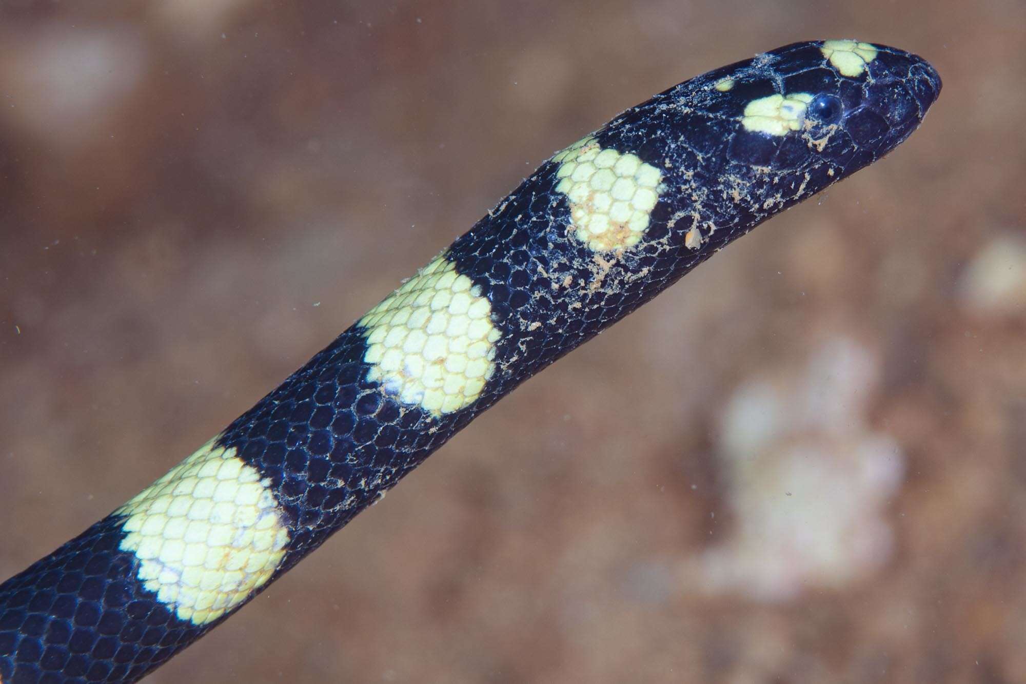 Image of Slender-necked Seasnake